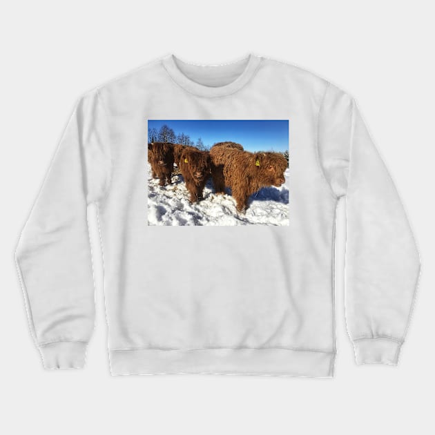 Scottish Highland Cattle Calves 1714 Crewneck Sweatshirt by SaarelaHighland